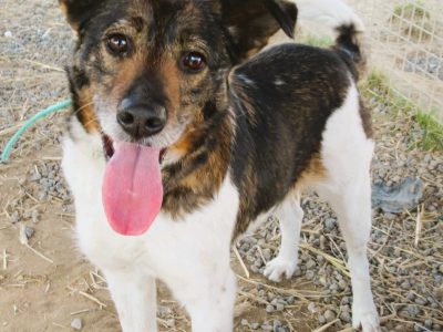 LOLA - sunia, która kocha wszystkich szuka PILNIE domu