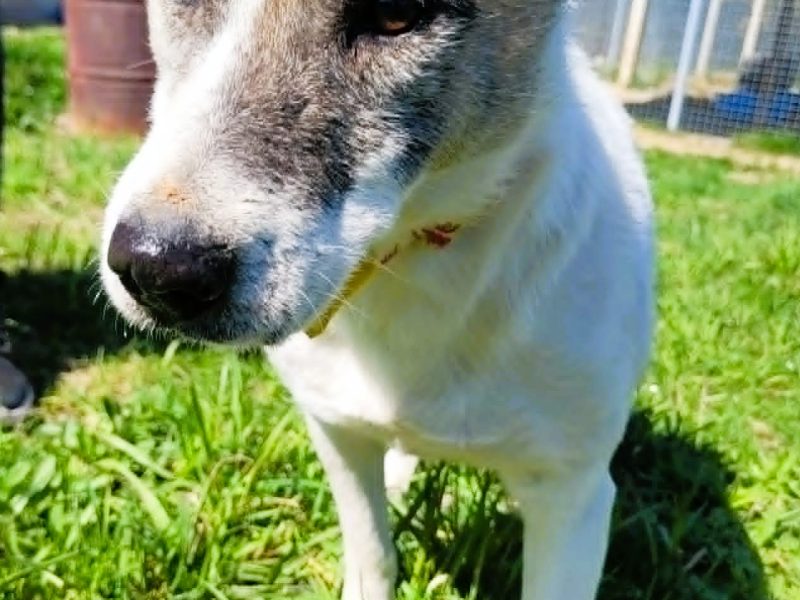 SISI - psia seniorka nie radzi sobie w schronisku, ADOPTUJ!