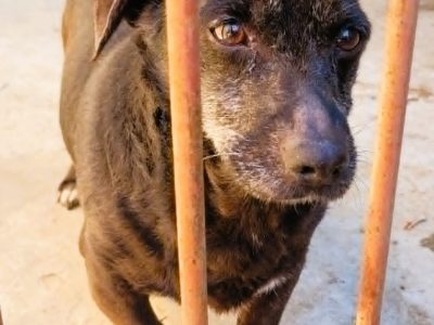 PIXELEK - mały psiaczek za kratami schroniska, ADOPTUJ!