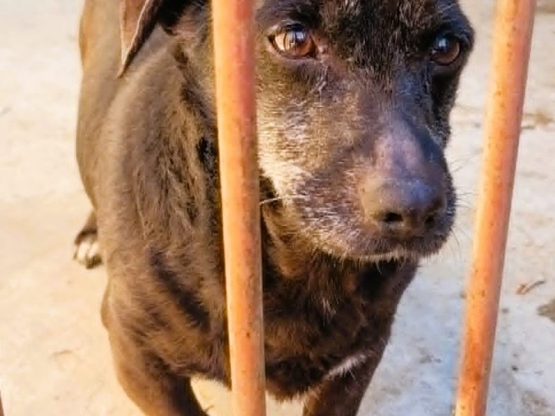 PIXELEK - mały psiaczek za kratami schroniska, ADOPTUJ!