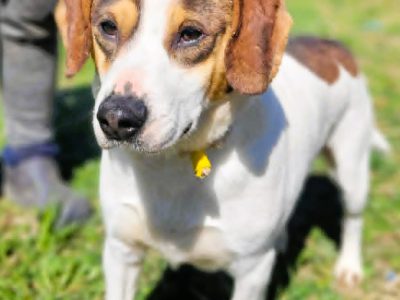 DŻEKI - zapomniany psiak szuka najlepszego domu