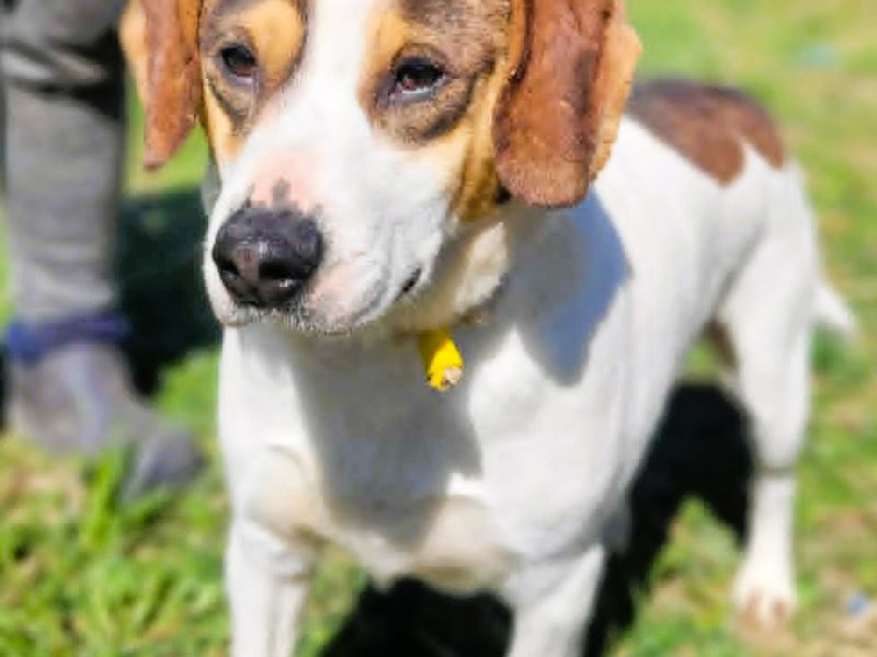 DŻEKI - zapomniany psiak szuka najlepszego domu