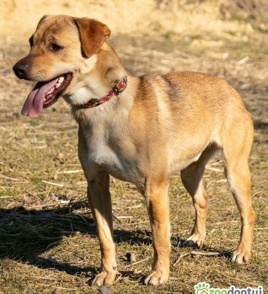 TOFIK - delikatny, wrażliwy psiak szuka mądrego domu