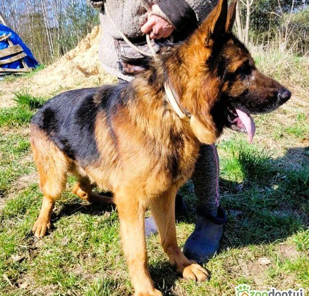 PEDRO - majestatyczny owczarek niemiecki szuka domu