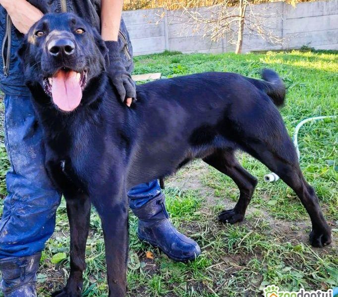 DEMON - młody psiak w typie labradora szuka domu