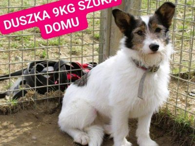 DUSZKA - mała, cudowna sunia szuka domu