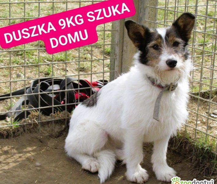 DUSZKA - mała, cudowna sunia szuka domu