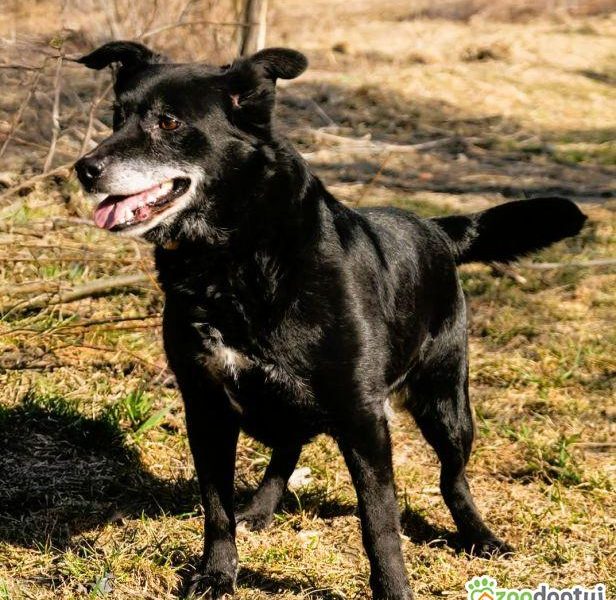 MURZYNEK - starszy psiak porzucony jak zbędna rzecz, ADOPTUJ