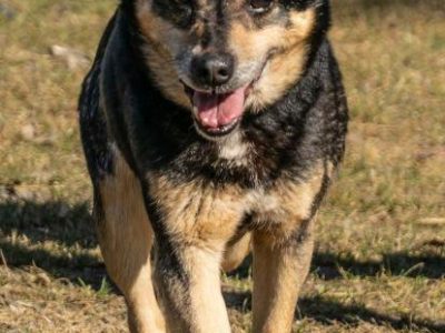 EDZIO - zwykły kundelek, bez szans na dom? POMÓŻ!