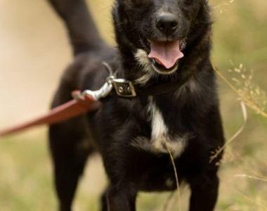 KIARA - nieduża, wrażliwa, kochana sunia, ADOPTUJ