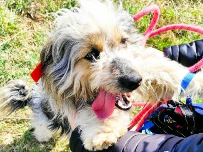 PAPAJ - piękny, mały kudłacz szuka domu