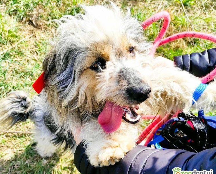 PAPAJ - piękny, mały kudłacz szuka domu