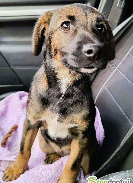 NELCIA - młodziutka, kochana sunia szuka super domu