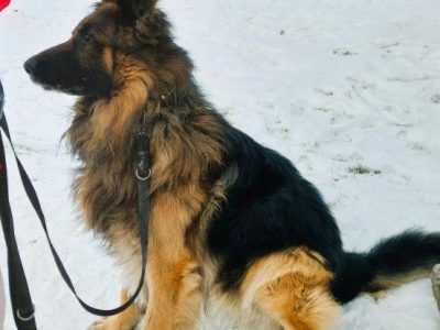 RAMBO - piękny owczarek niemiecki szuka domu