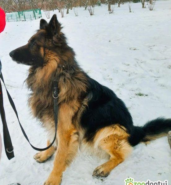 RAMBO - piękny owczarek niemiecki szuka domu