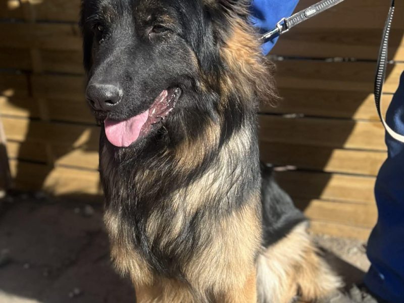 Max - roczny, domowy, wychowany owczarek