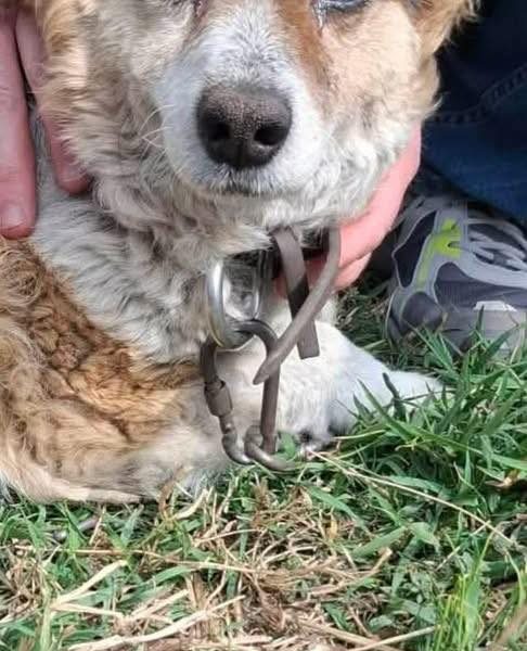 Brylant - niewielki, domowy psiak szuka domu!