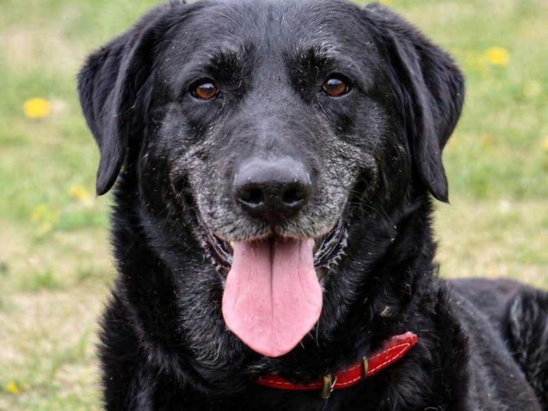 Towarzyski radosny psi senior Bruno