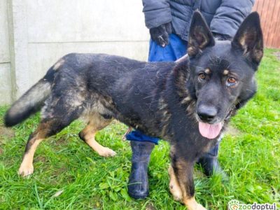 HOMER - piękny psiak w typie wilczaka do adopcji