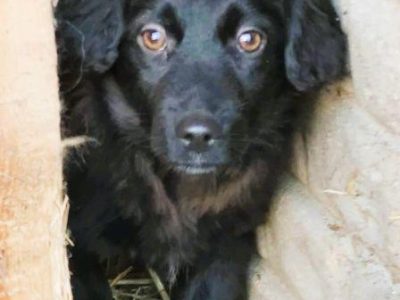 TOLA - mała, skrzywdzona sunia szuka najlepszego domu