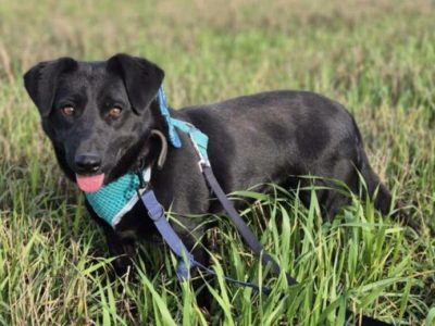 BIBI - 2 lata czeka na dom, ADOPTUJ PROSZĘ!