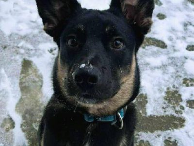 PIXEL _ super psiak szuka najlepszego domu