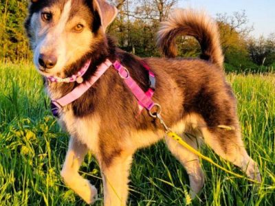 POKER - super psiak poleca się do adopcji