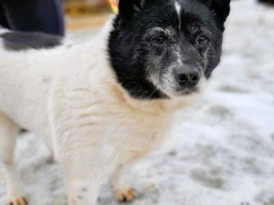 KROPECZKA - starsza, wrażliwa sunia szuka najlepszego domu