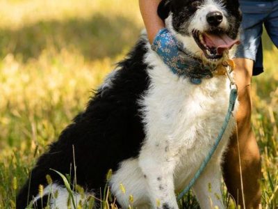 DONALD - piękny psiak w typie wyżła/wilczarza szuka domu