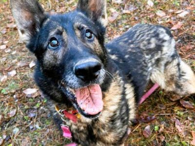 WOJTUŚ - cudowny owczarek szuka najlepszego domu