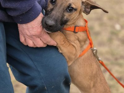 Malinka - szczeniak, kochana delikatna sunia