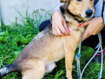 KUMPEL - cudny psiak szuka najlepszego domu