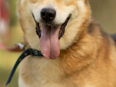 TAYLOR - kochany psiak za kratami schroniska, ADOPTUJ