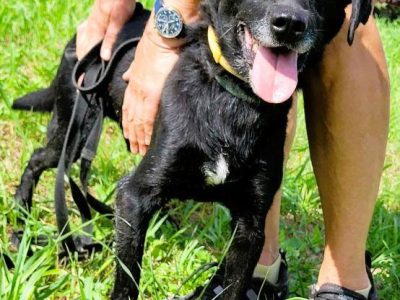 GRZEŚ - czarny, zwykły, prosi o dom