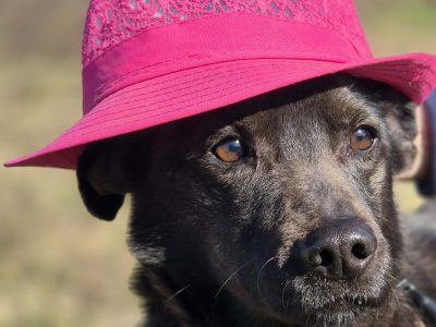 Czaruś - doświadczony przez życie psiak szuka pilnie domu!