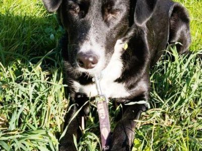 KORSA - niewidoma sunia, która kocha ludzi szuka super domu