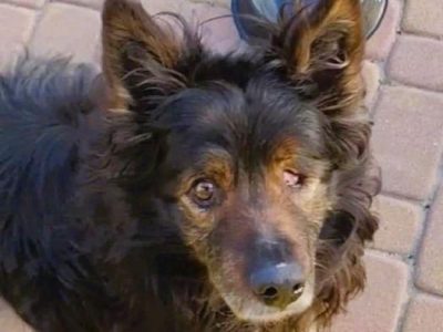 ROMUŚ - staruszek porzucony na opuszczonej posesji, ADOPTUJ