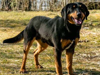 SZAFIR - piękny psiak w typie gończy polski szuka domu