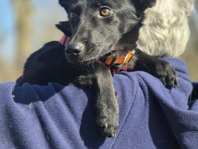 11 miesięczna Fela szuka spokojnego domu!