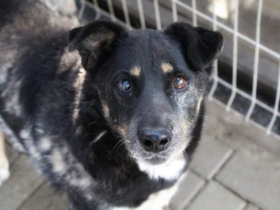 Babunia Perełka szuka swojego wymarzonego domu