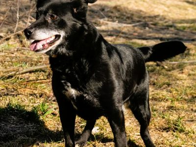 MURZYNEK - starszy psiak porzucony jak zbędna rzecz, ADOPTUJ