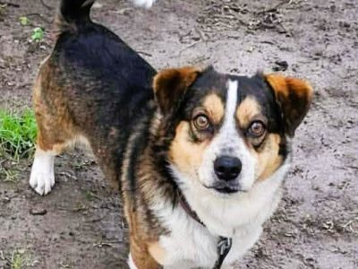 TOBI - mały, cudowny psiak wegetuje na łańcuchu, ADPTUJ