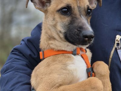 Polduś - 5 miesięczny, delikatny, nakolankowy psiak