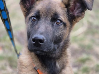 Morusek - delikatny, 4 miesięczny SZCZENIAK szuka domu!