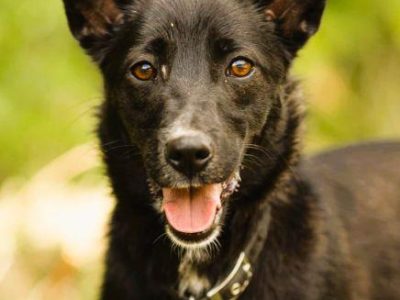 KIARA - nieduża, wrażliwa, kochana sunia, ADOPTUJ