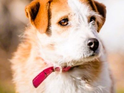 CYKUŚ - piękny terrier szuka mądrego domu