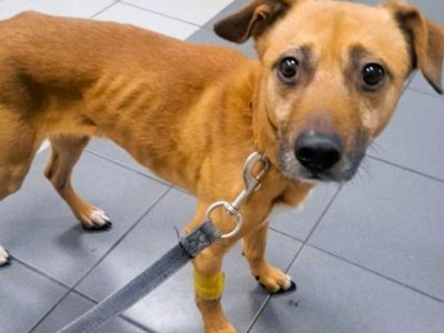 MISIO - delikatny i kochany psiak do adopcji