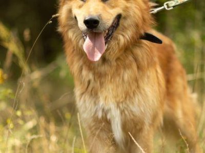 CYNAMON - piękny psiak szuka najlepszego domu