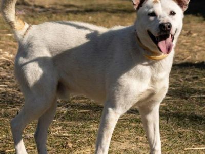 BIAŁASEK - kochany przytulaśny psiak szuka domu