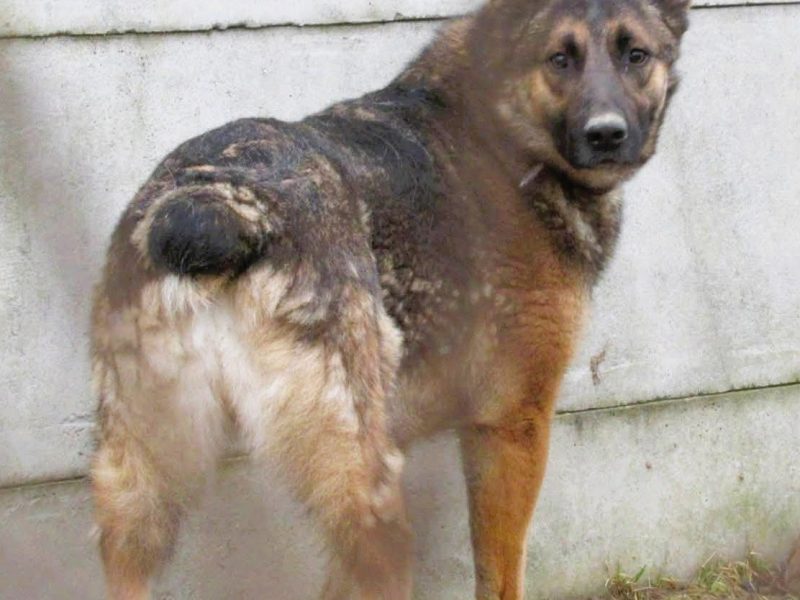 RYŚ - cudowny psiak w typie owczarka szuka domu